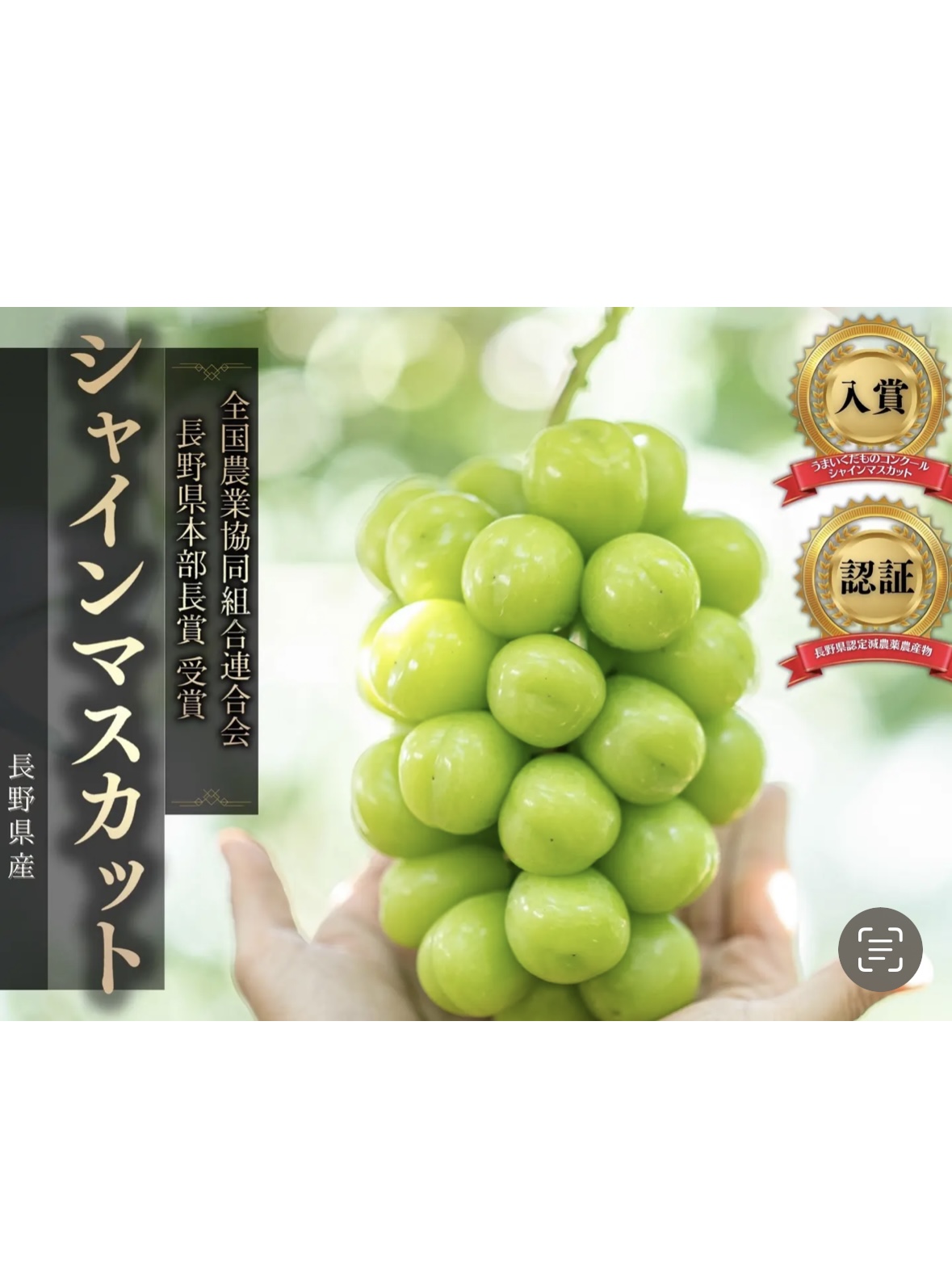 日本長野麝香葡萄kaorijpsnack